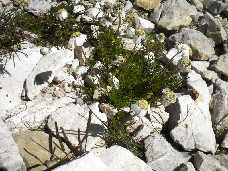 Achillea barrelieri subsp. oxyloba