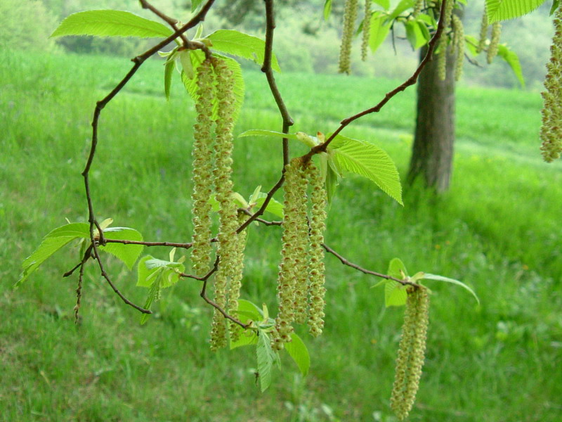 Ostrya carpinifolia