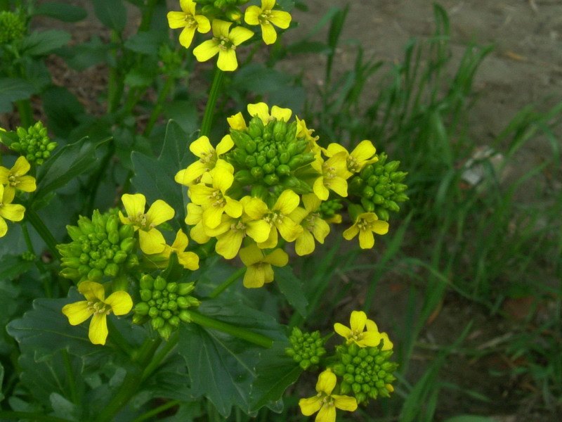 Barbarea vulgaris / Erba di Santa Barbara comune