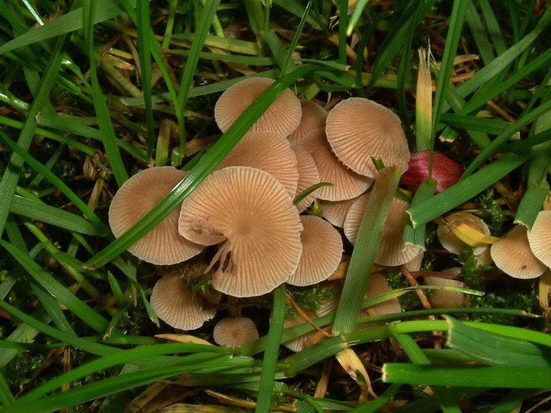 Coprinus sp. (cfr. Coprinellus disseminatus)