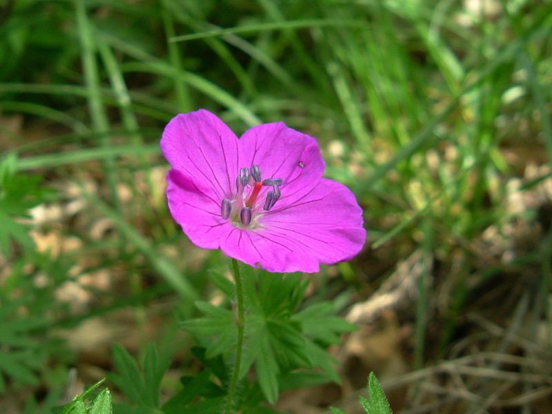 Geranium sanguineum