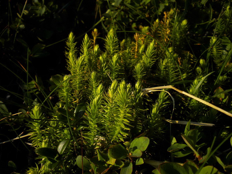 Lycopodium annotinum / Licopodio annotino