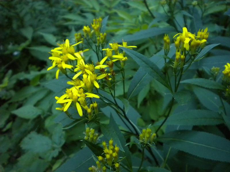 Senecio ovatus