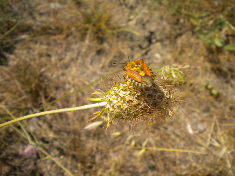 Il dubbio -  Knautia sp.