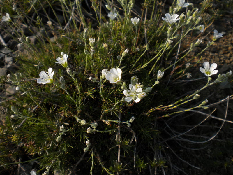 Cherleria (=Minuartia) laricifolia subsp. ophiolitica / Minuartia del serpentino