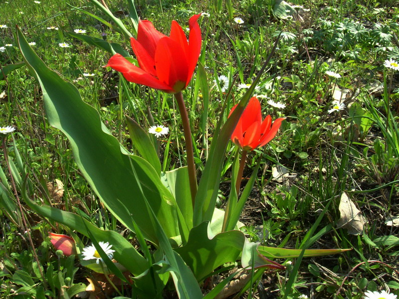 Tulipa raddii / Tulipano precoce