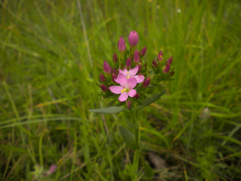 Fiore fucsia - Centaurium erythraea