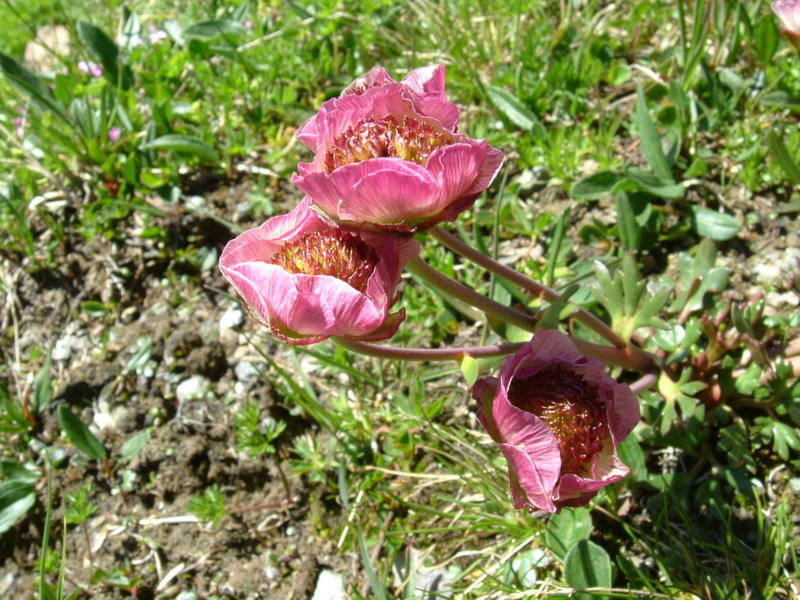Ranunculus glacialis / Ranuncolo dei ghiacciai