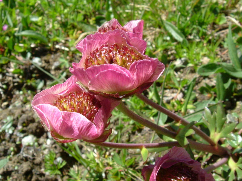 Ranunculus glacialis / Ranuncolo dei ghiacciai