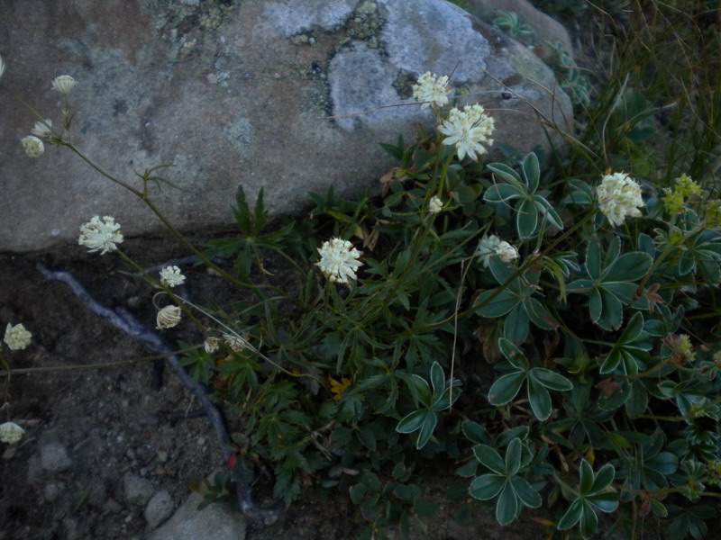 Astrantia minor