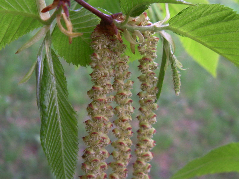 Ostrya carpinifolia