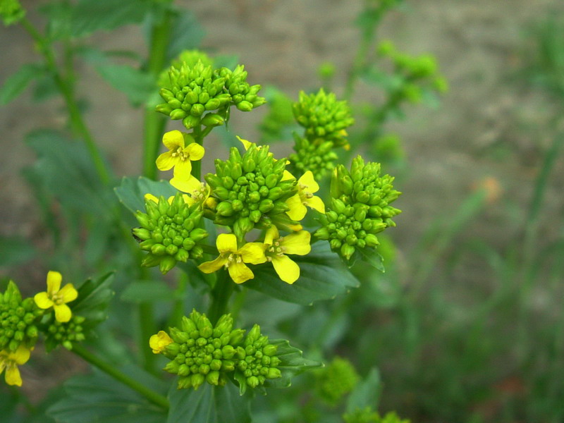 Barbarea vulgaris / Erba di Santa Barbara comune