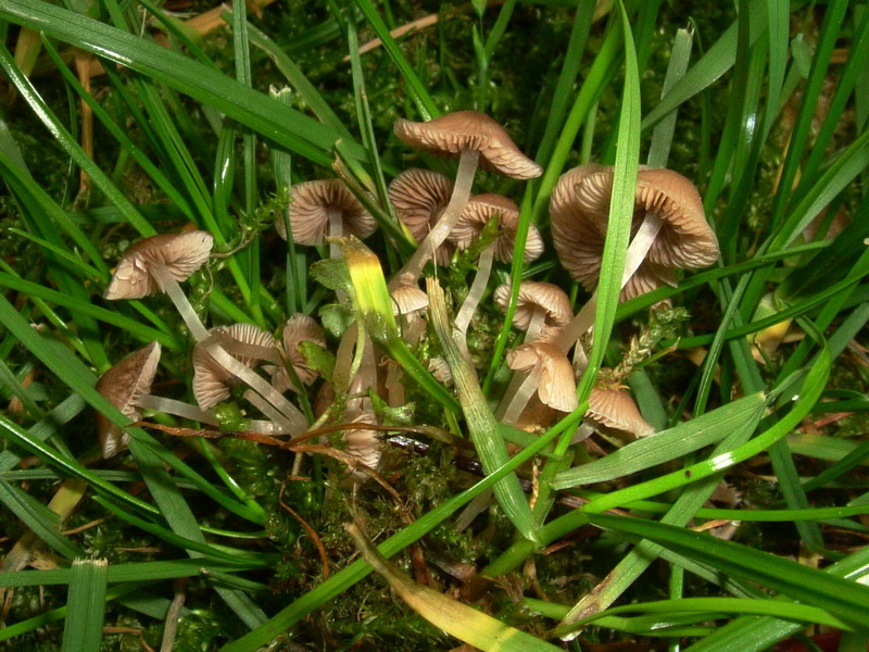 Coprinus sp. (cfr. Coprinellus disseminatus)