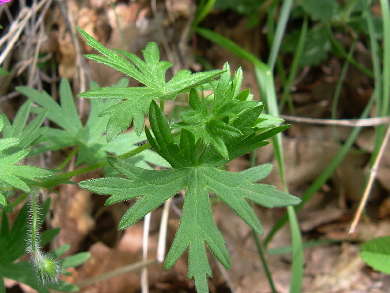 Geranium sanguineum