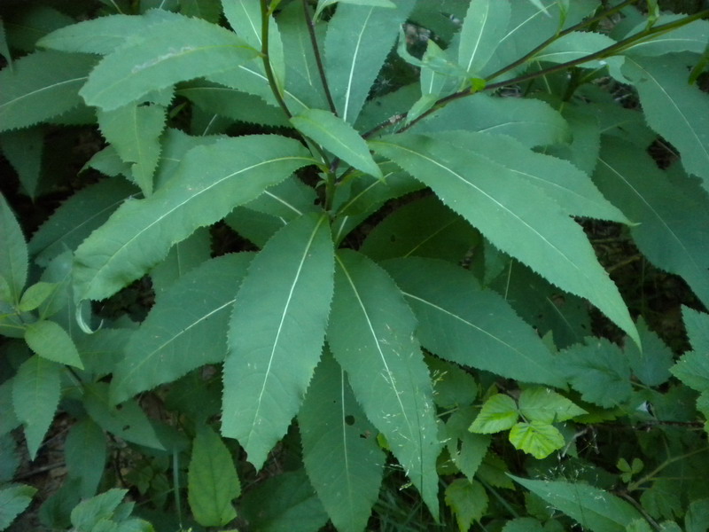 Senecio ovatus