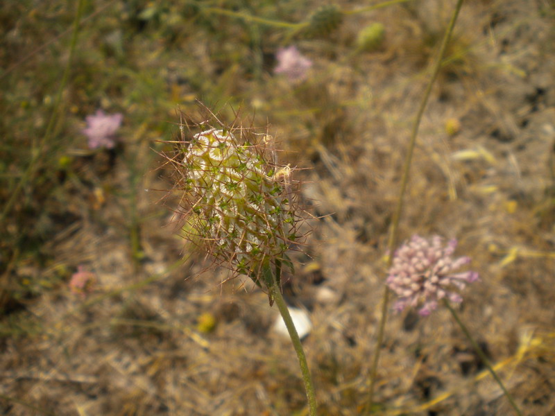 Il dubbio -  Knautia sp.