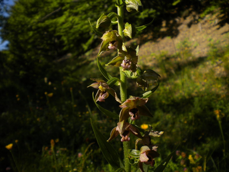 Epipactis