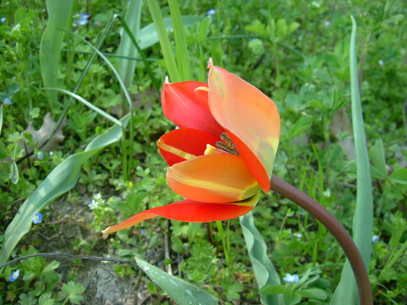 Tulipa raddii / Tulipano precoce