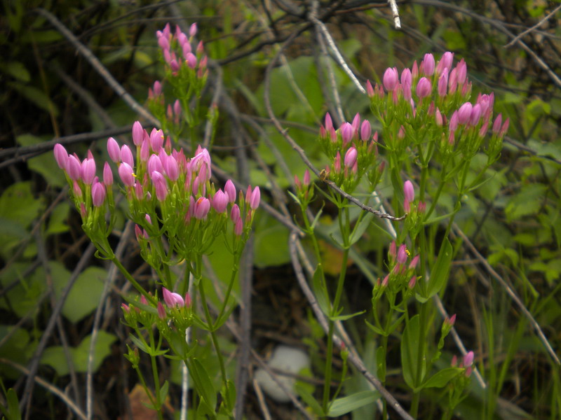 Fiore fucsia - Centaurium erythraea