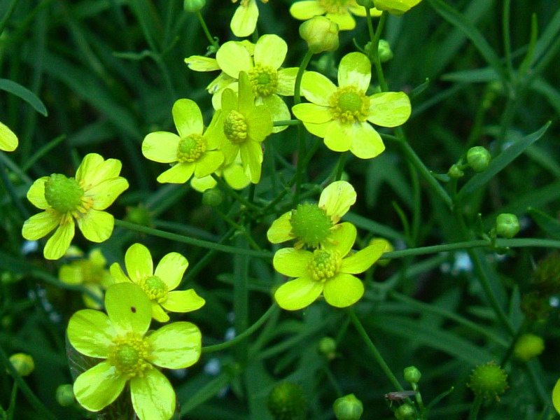 Piccolissimo ranuncolo - Ranunculus flammula