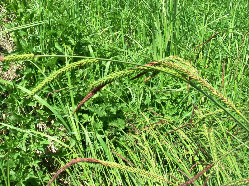 Erba golenale 2 - Carex pendula