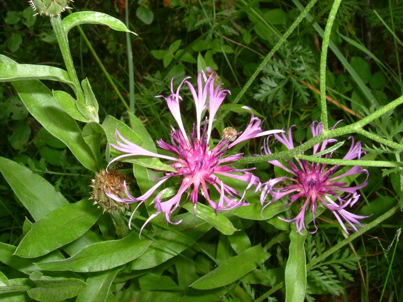 Centaurea triumfetti