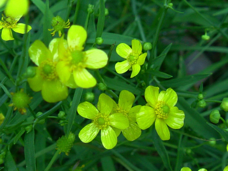 Piccolissimo ranuncolo - Ranunculus flammula