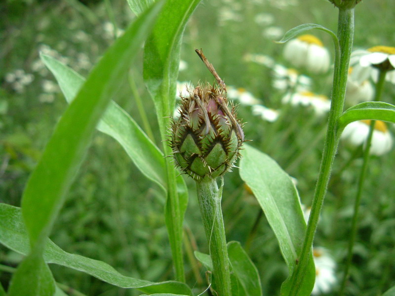 Centaurea triumfetti