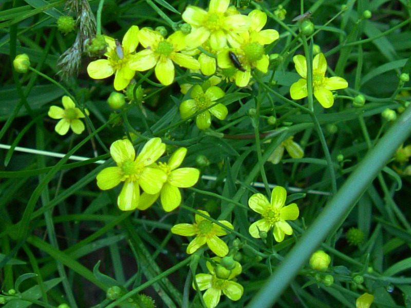 Piccolissimo ranuncolo - Ranunculus flammula