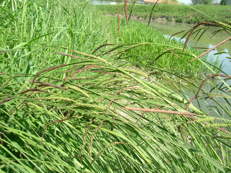 Erba golenale 2 - Carex pendula