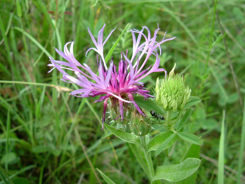 Centaurea triumfetti