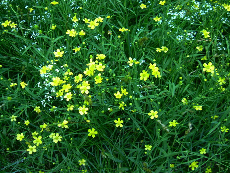 Piccolissimo ranuncolo - Ranunculus flammula