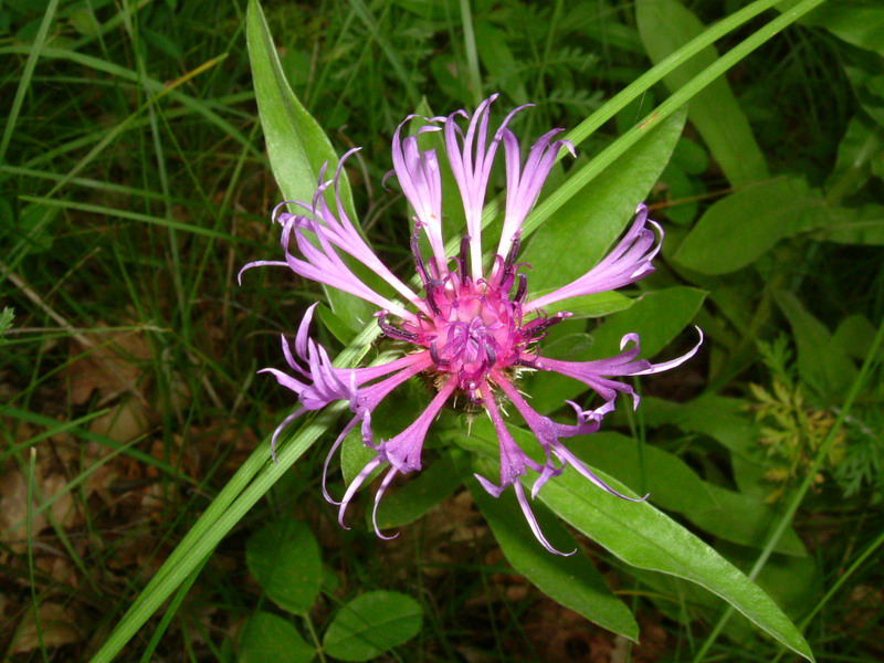 Centaurea triumfetti