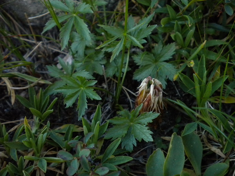 Astrantia minor