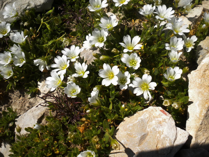 Cerastium del Lagorai