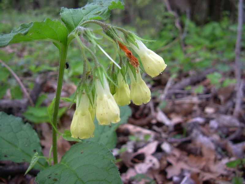 Symphytum tuberosum  / Consolida tuberosa