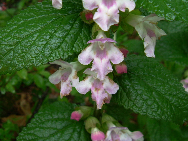 Melittis melissophyllum