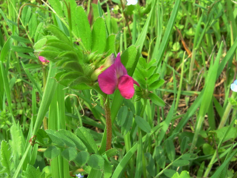 Vicia sativa