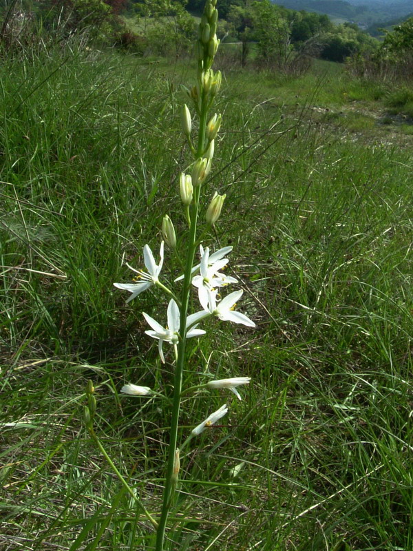 Anthericum liliago / Lilioasfodelo maggiore