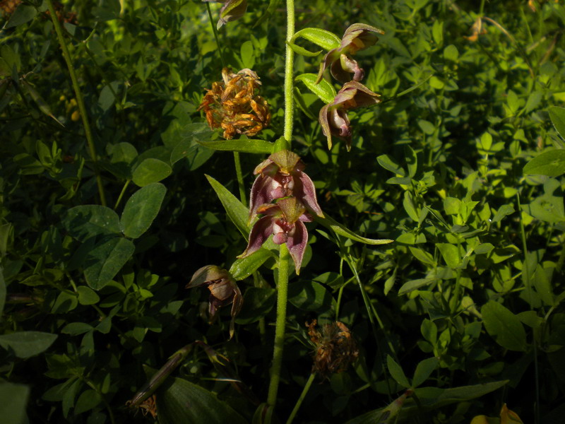 Epipactis