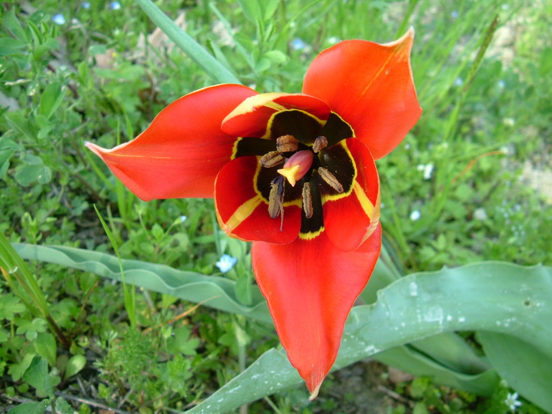 Tulipa raddii / Tulipano precoce