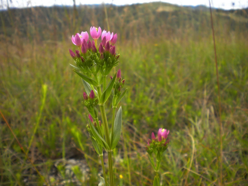 Fiore fucsia - Centaurium erythraea