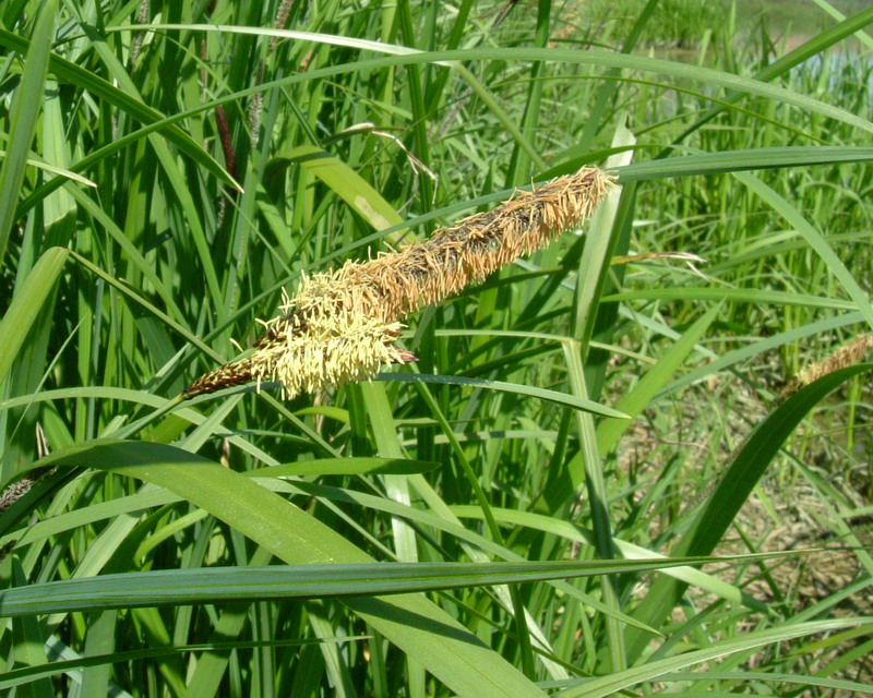 Erba golenale 3 - Carex sp.