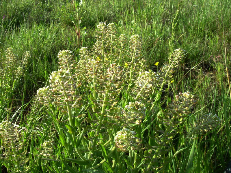 Bianco e.....strano! Lepidium campestre