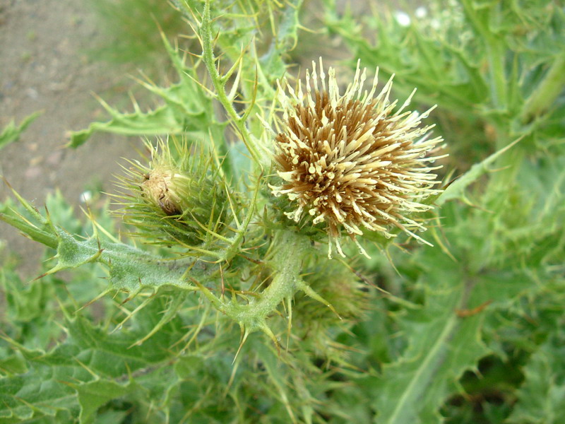 Cirsium bertolonii / Cardo di Bertoloni