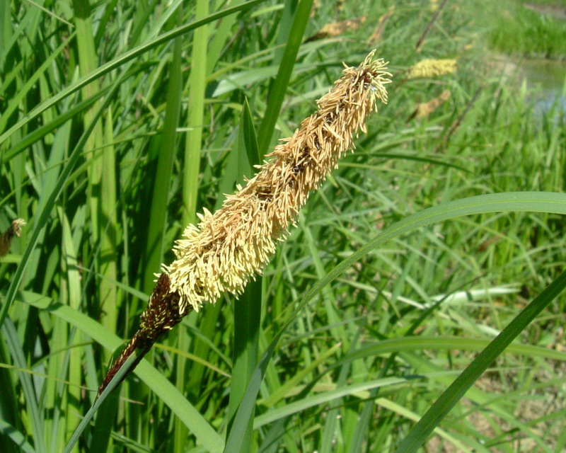 Erba golenale 3 - Carex sp.