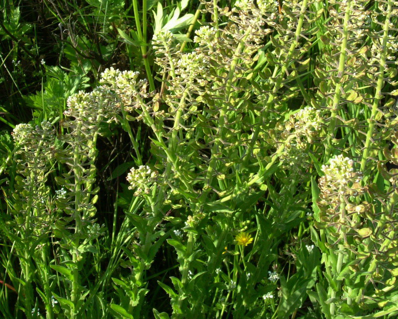 Bianco e.....strano! Lepidium campestre