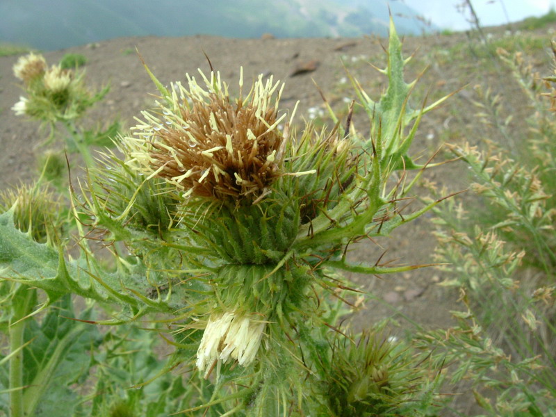 Cirsium bertolonii / Cardo di Bertoloni