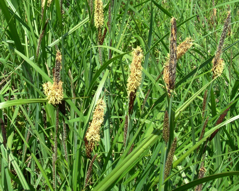 Erba golenale 3 - Carex sp.