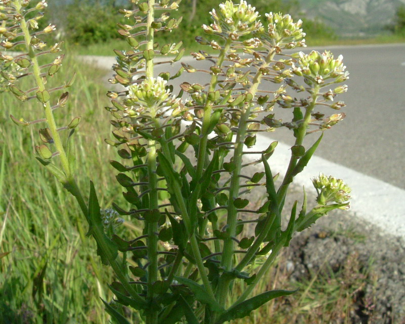 Bianco e.....strano! Lepidium campestre